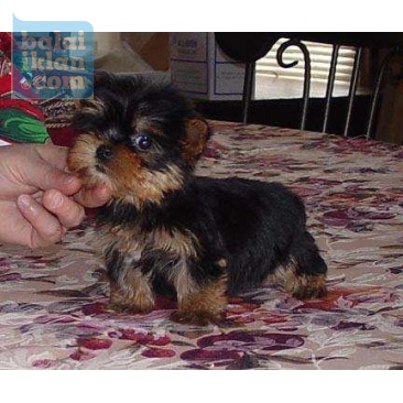 Anak Anjing Yorkie Terrier Untuk Diadopsi Balaiiklan Com