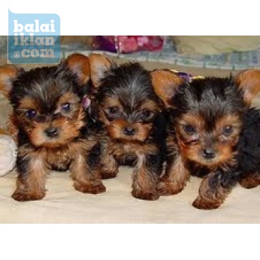 Anak Anjing Yorkie Terrier Untuk Diadopsi Balaiiklan Com